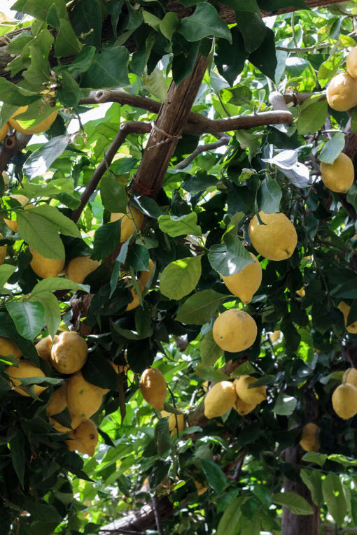 gardens of the Path of Lemons